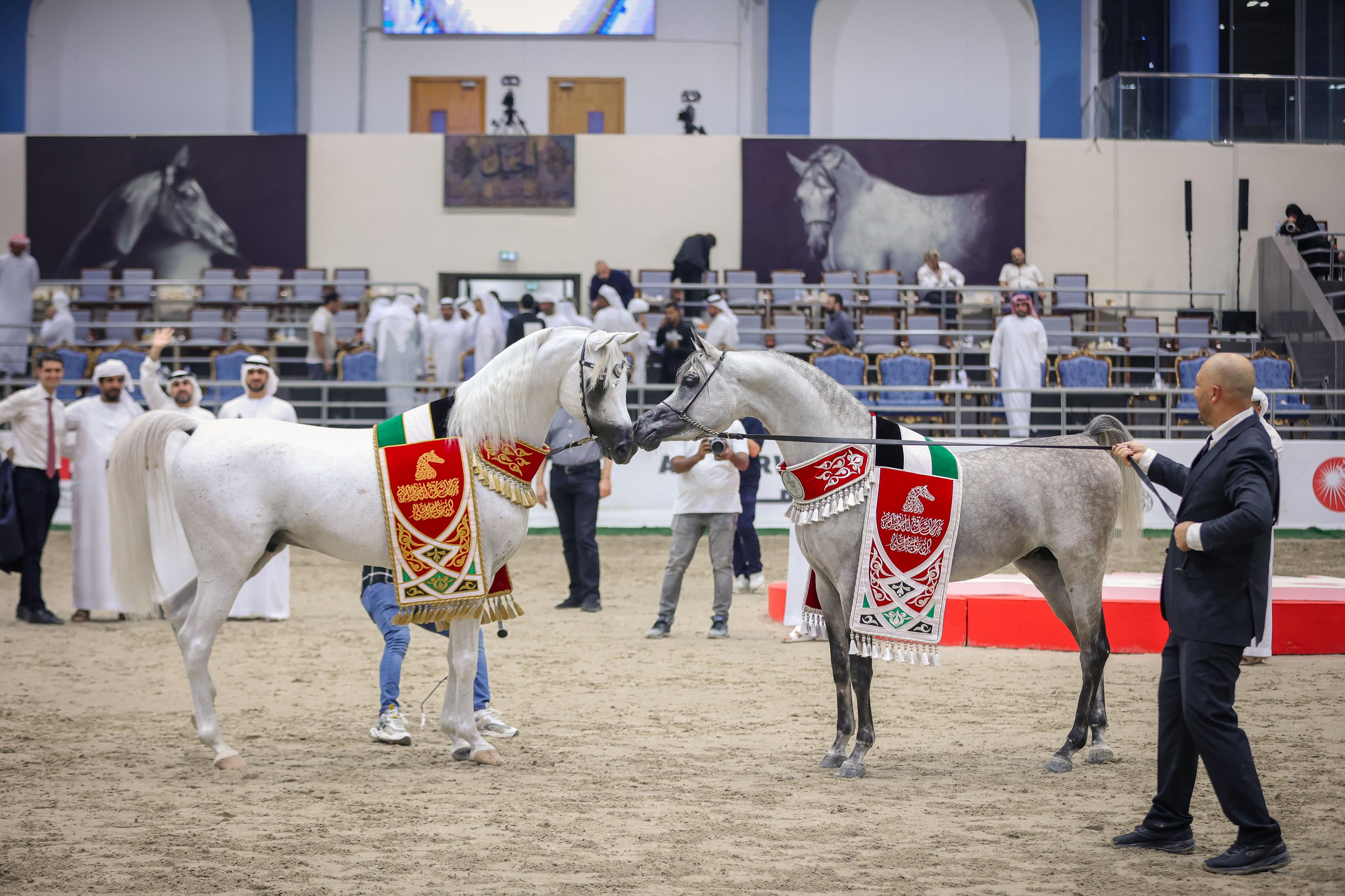 SHARJAH ARABIAN HORSE FESTIVAL - UAE BRED